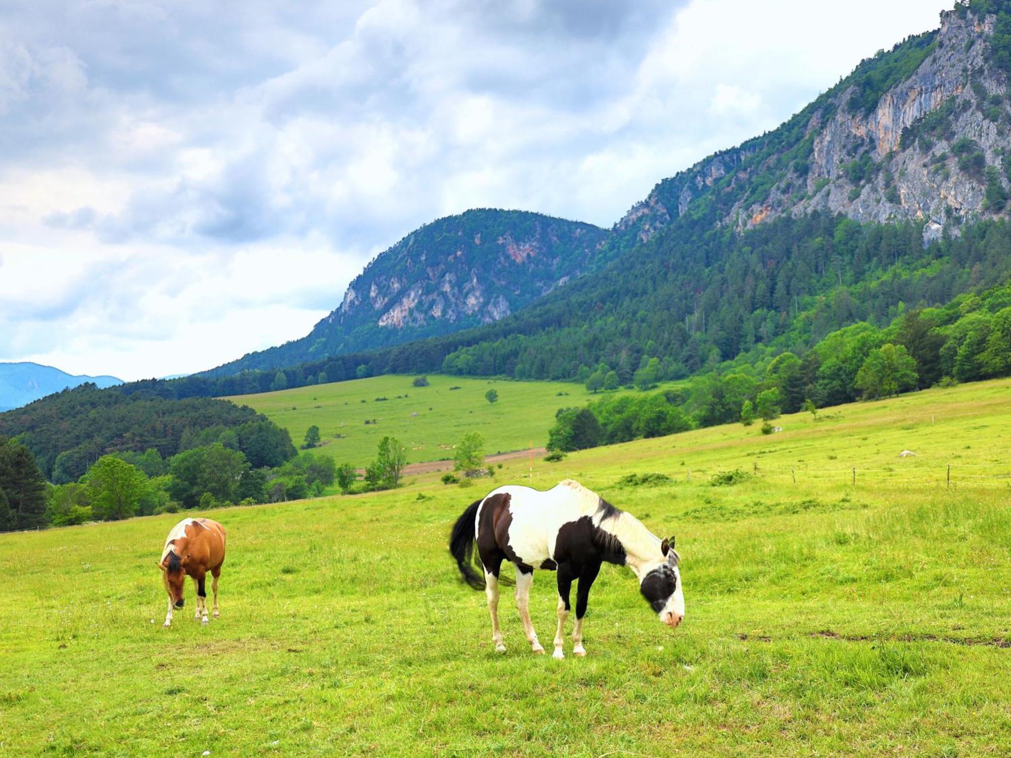 Glamping Hohe Wand - Zelt Mit Sternenfenster Und Whirlpool Hotel Maiersdorf Екстериор снимка